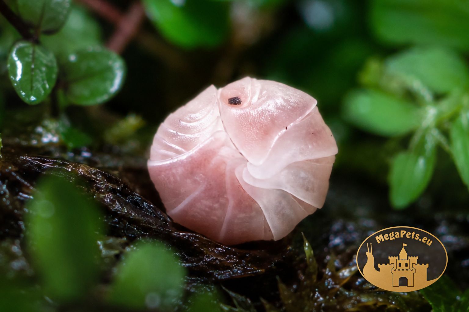 Kulanki Cubaris Panda King Pink – naturalna ekipa sprzątająca