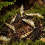 subulina-octona-ekipa-sprzatajaca-2-megapets Subulina octona kolonia ślimaków w terrarium bioaktywnym