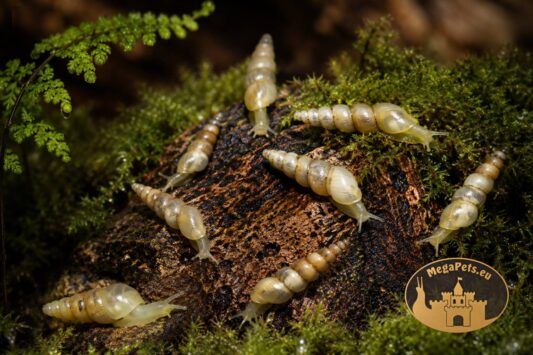 Subulina octona kolonia ślimaków w terrarium bioaktywnym