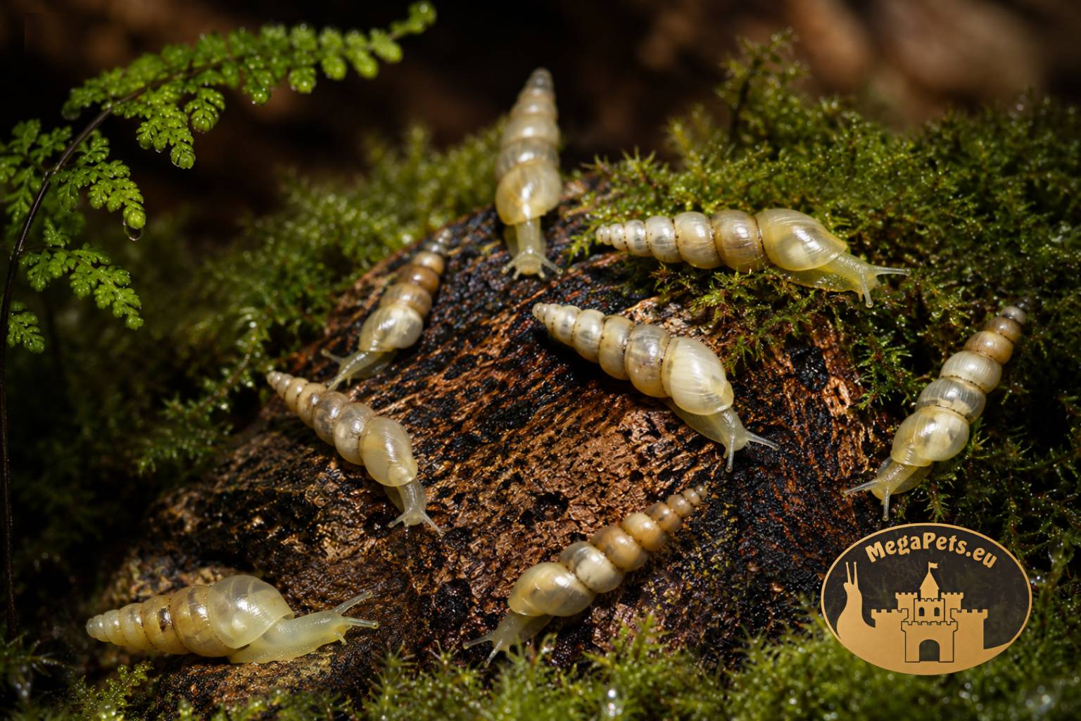Subulina octona kolonia ślimaków w terrarium bioaktywnym