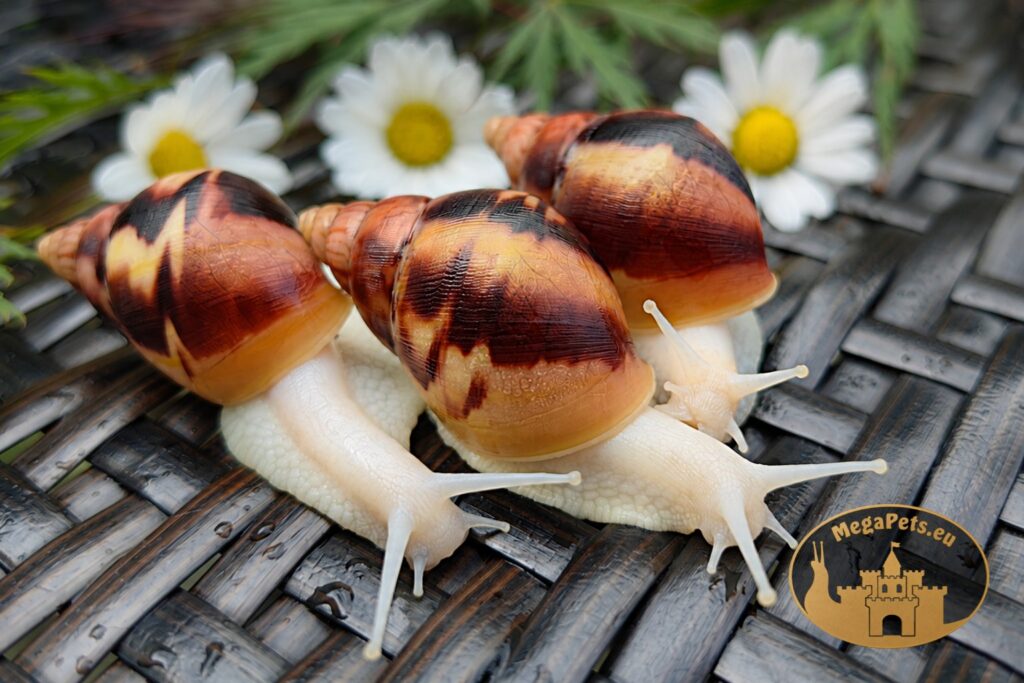 slimaki-afrykanskie-lissachatina-fulica-albino-body-grupa-megapets-eu