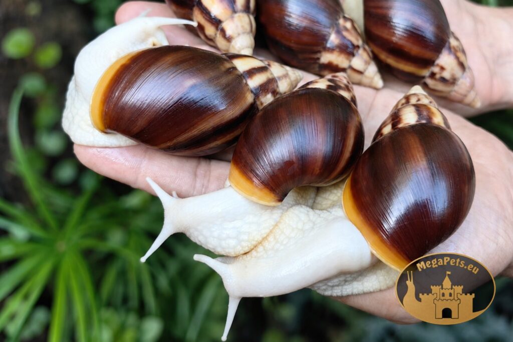 slimaki-afrykanskie-lissachatina-fulica-albino-body-mlode-megapets-eu