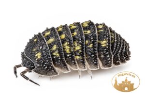 Armadillidium beieri