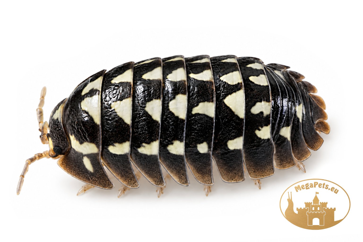 Armadillidium gestroi White