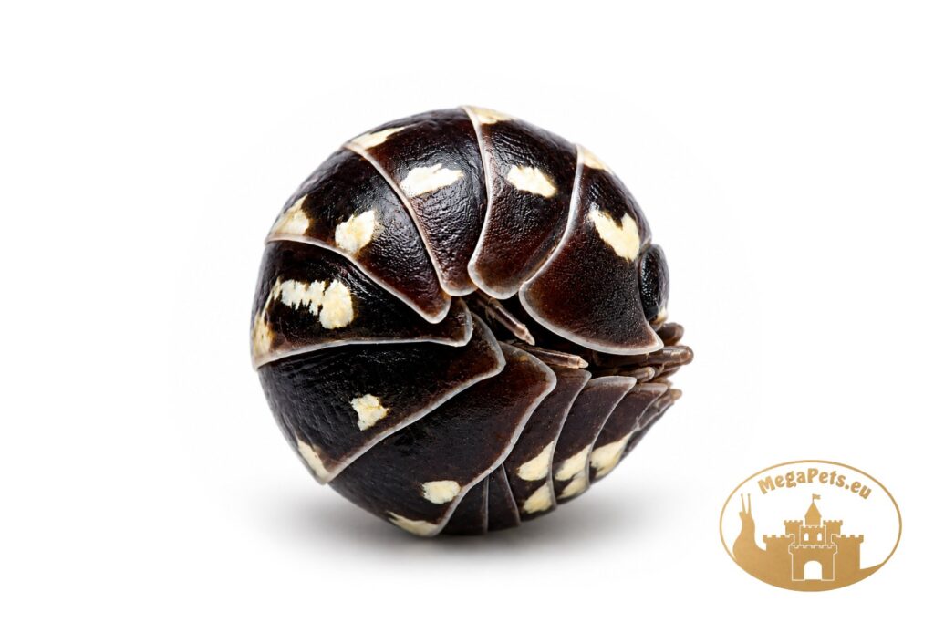 armadillidium-gestroi-white-zwiniety-w-kulke-megapets-eu