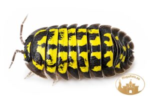 Armadillidium gestroi Yellow