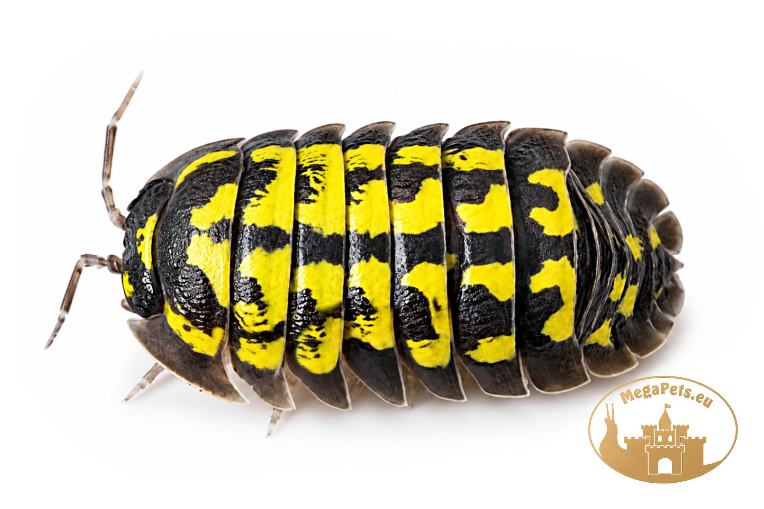 Armadillidium gestroi Yellow