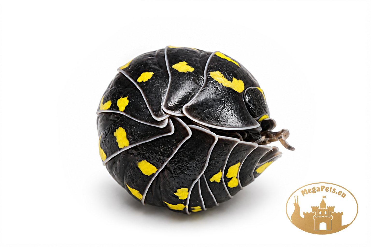 Armadillidium gestroi Yellow - obrazek 2