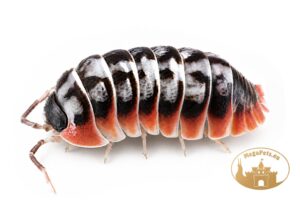Armadillidium klugii Skeleton