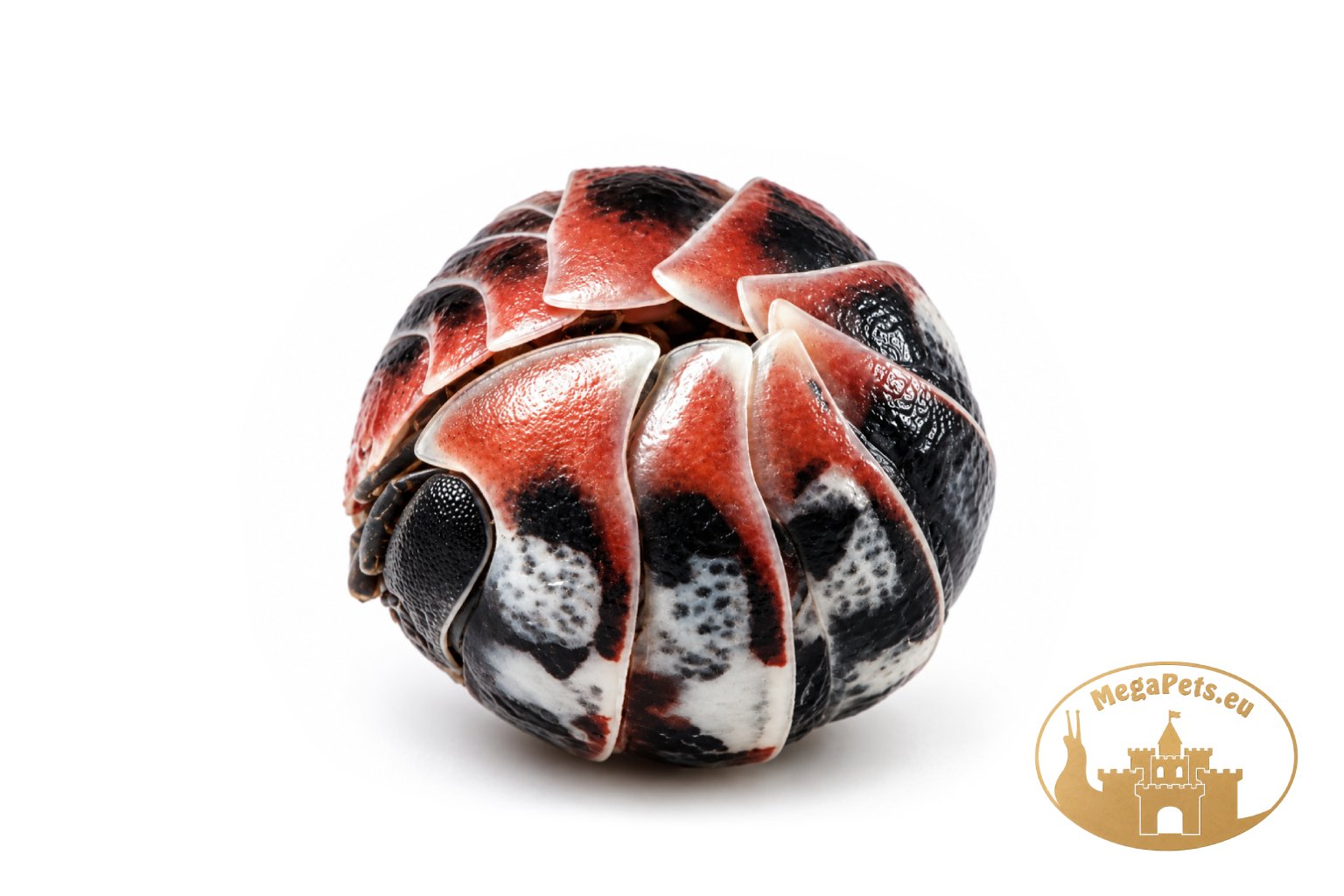 Armadillidium klugii Skeleton - obrazek 2