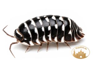 Armadillidium maculatum Zebra Snow Dots