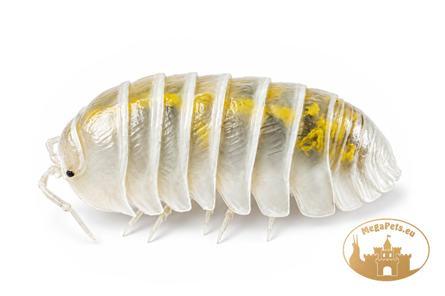 Armadillidium vulgare Magic Potions