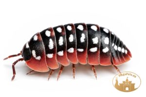 Armadillidium werneri