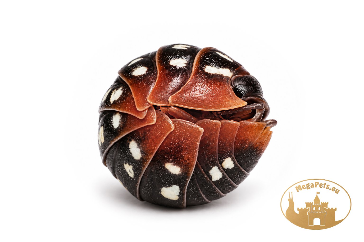 Armadillidium werneri - obrazek 2