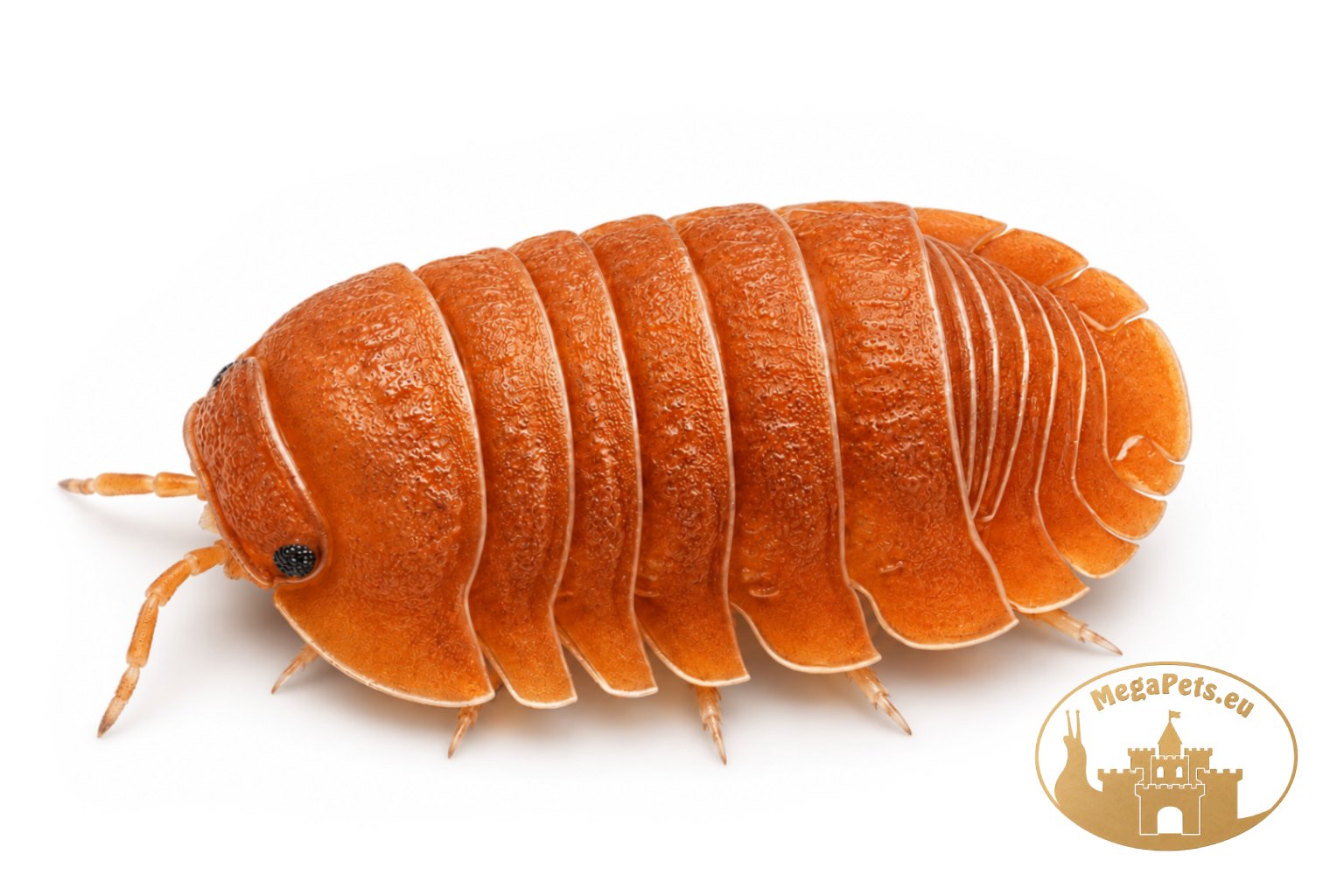 Cubaris murina Mandarin