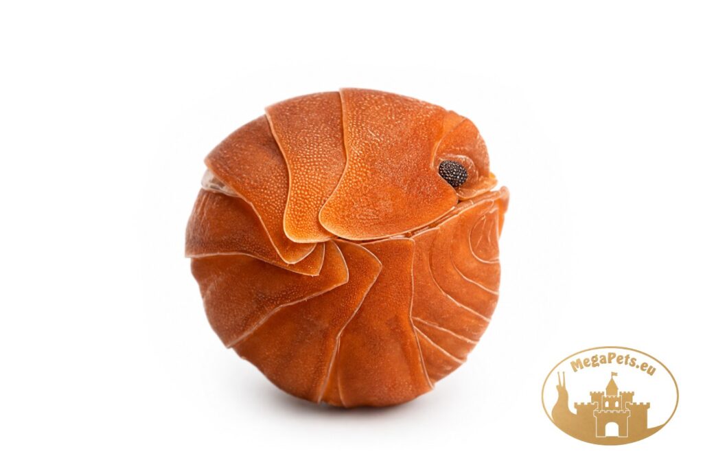 cubaris-murina-mandarin-isopod-zwiniety-w-kulke-megapets-eu