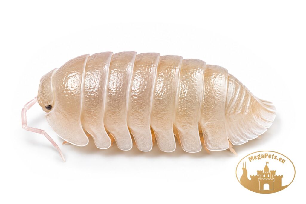 cubaris-murina-papaya-isopod-megapets-eu