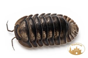Cubaris sp. Black Pearl