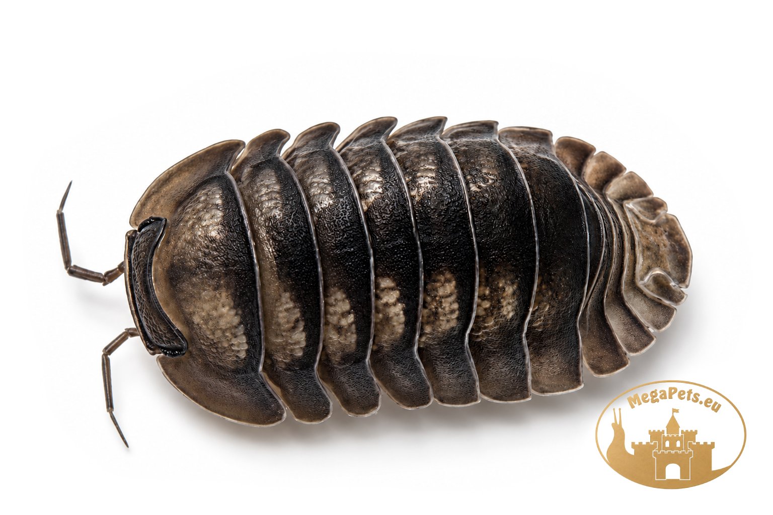 Cubaris sp. Black Pearl