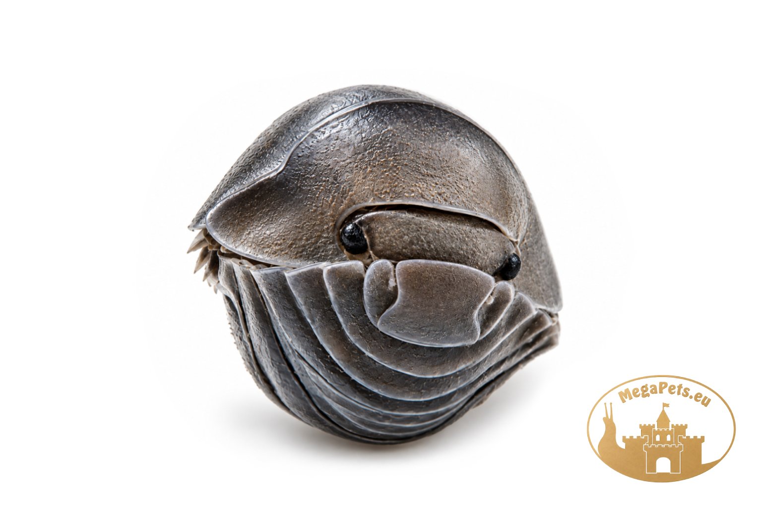 Cubaris sp. Black Pearl - obrazek 2