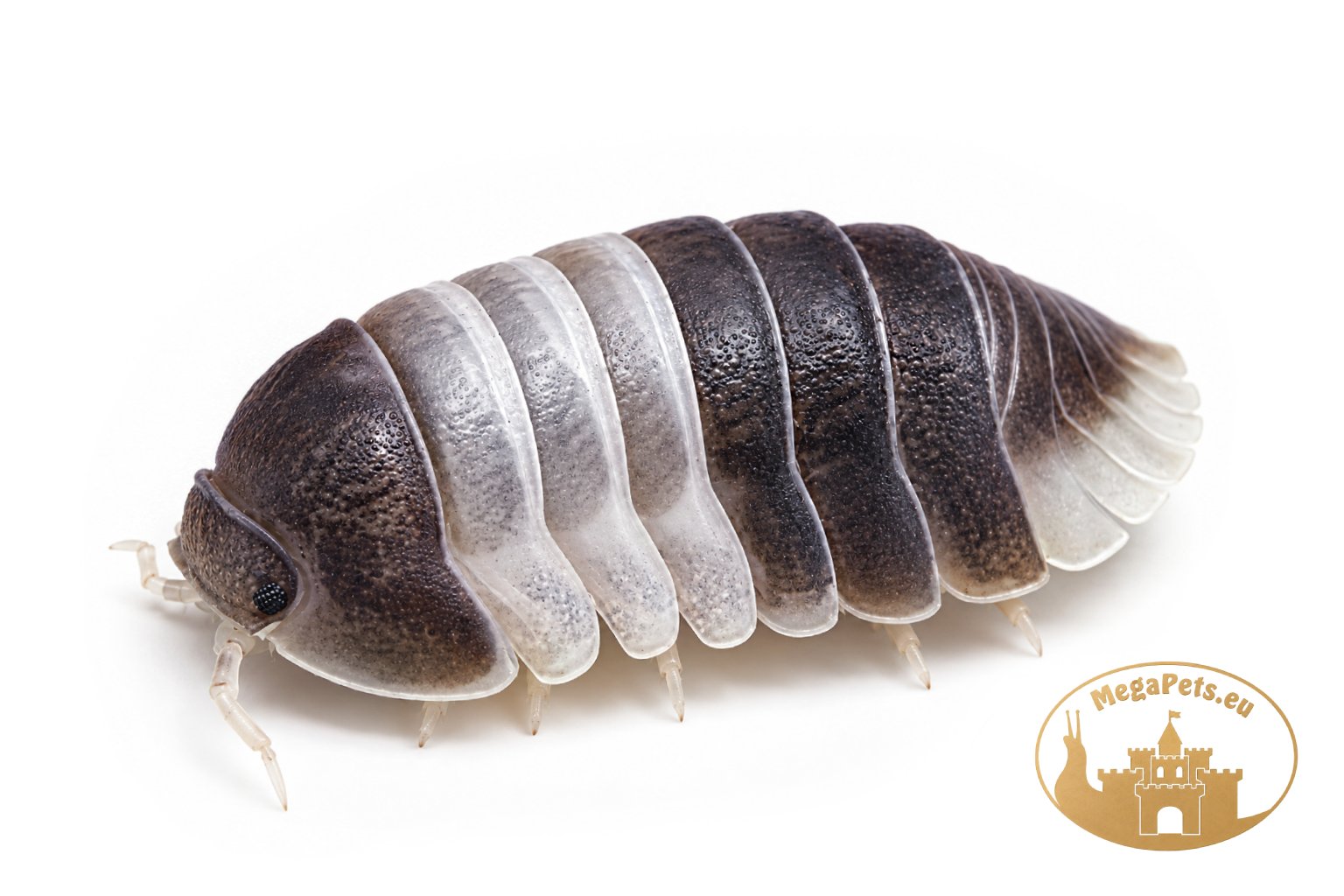 Cubaris sp. Panda King
