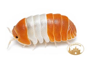 Cubaris sp. Panda King Orange