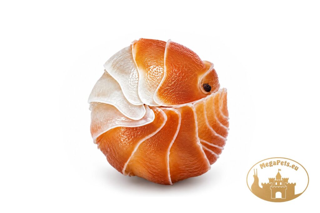 cubaris-sp-panda-king-orange-zwiniety-w-kulke-megapets-eu