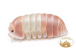 Cubaris sp. Panda King Pink