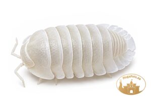 Cubaris sp. Panda King White
