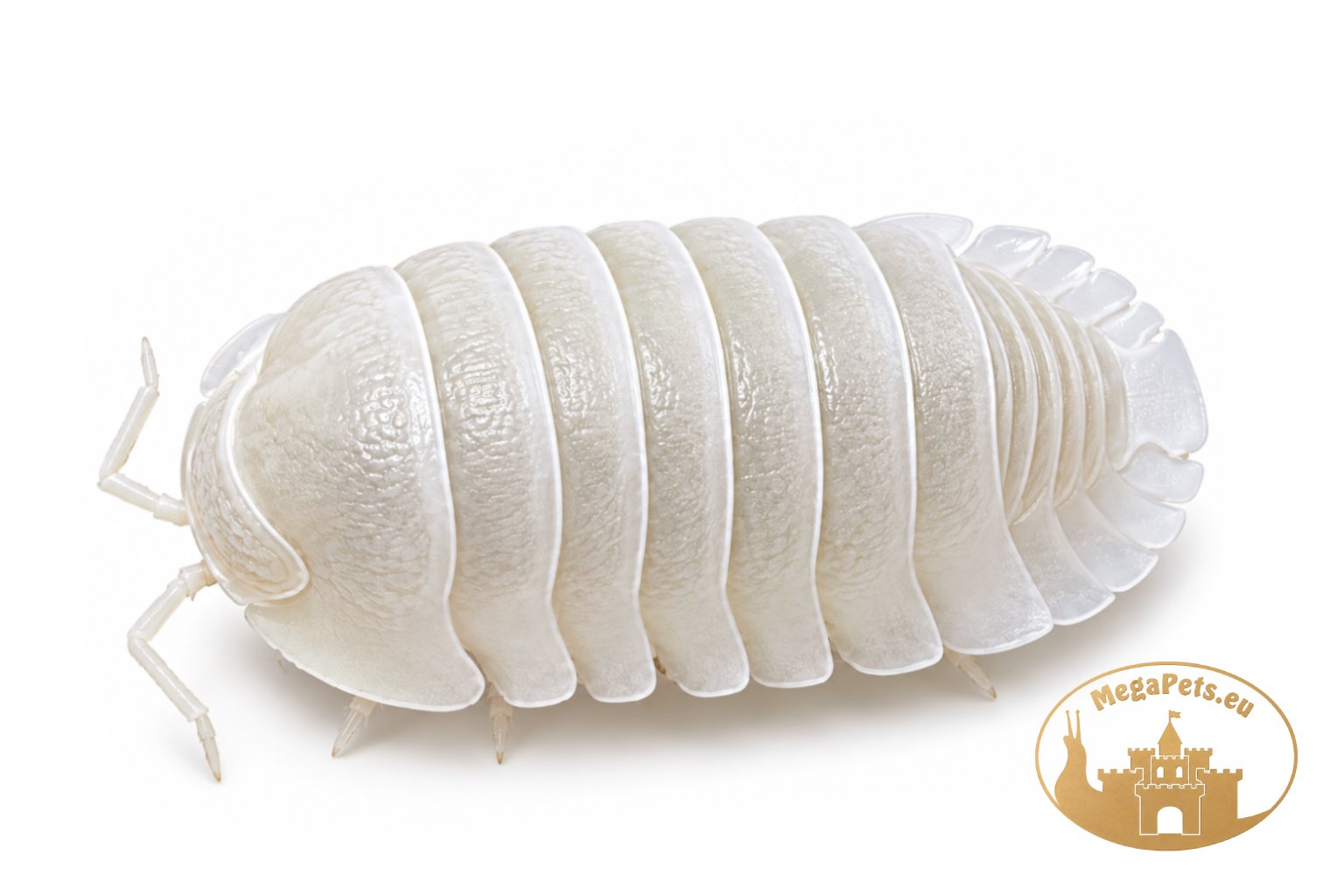 Cubaris sp. Panda King White