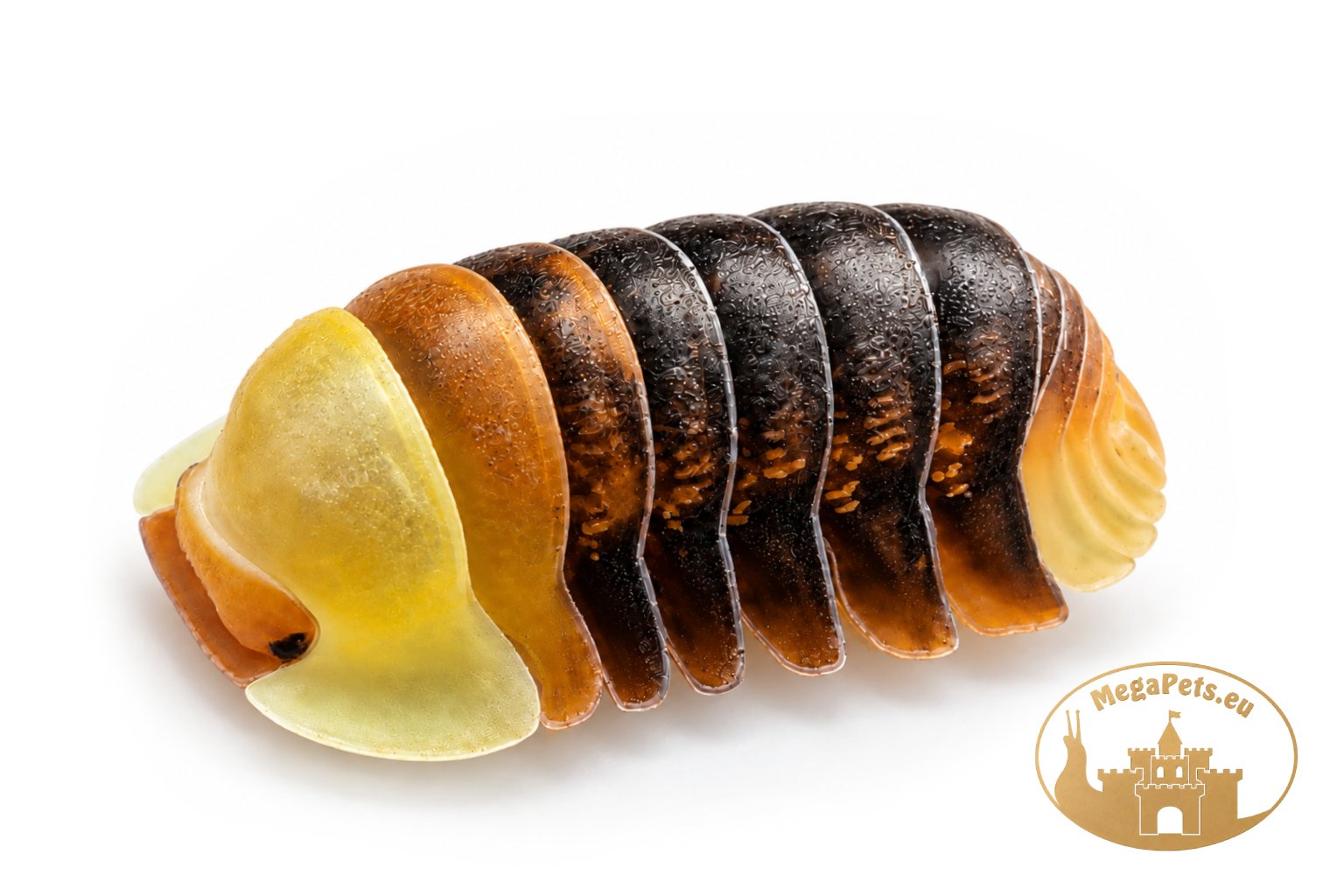 Cubaris sp. Rubber Ducky