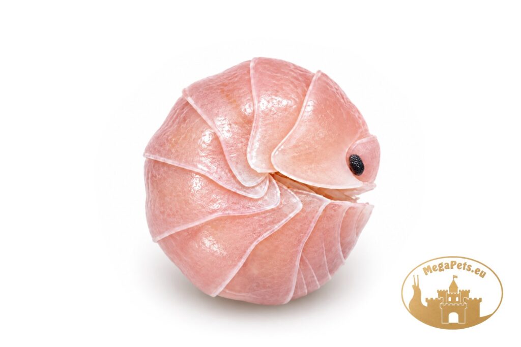 cubaris-sp-sakura-zwiniety-w-kulke-megapets-eu
