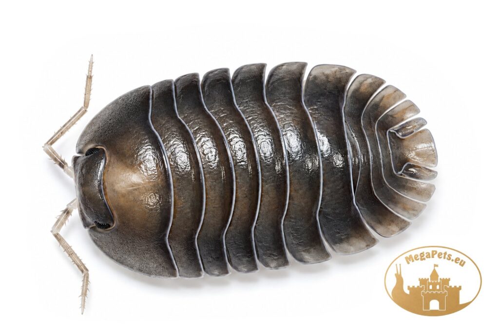 troglodillo-sp-soil-ufo-isopod-megapets-eu