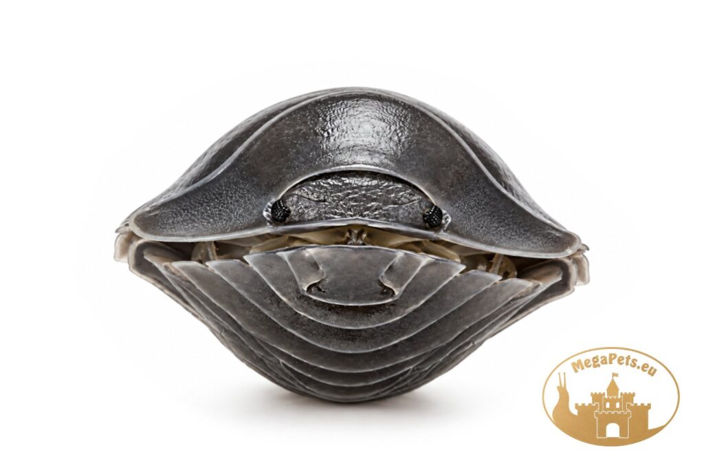 troglodillo-sp-soil-ufo-zwiniety-w-kulke-megapets-eu