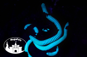 Benoitolus siamensis • krocionóg fluorescencyjny