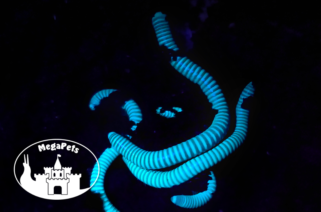 Benoitolus siamensis • krocionóg fluorescencyjny