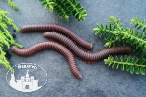 Atopochetus caudulanus • fioletowo-czerwony krocionóg