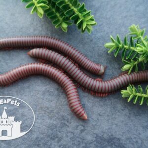 Atopochetus caudulanus • fioletowo-czerwony krocionóg