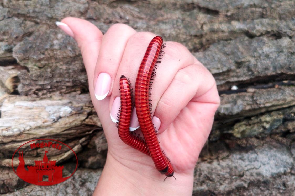 Centrobolus sp. Mozambique • Red Coral - obrazek 2
