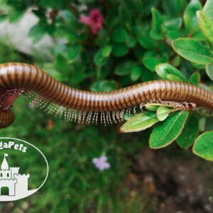 Telodeinopus aoutii • kenijski krocionóg