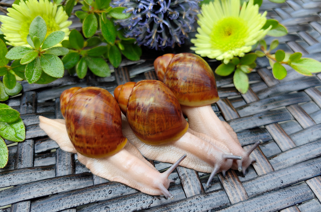 Archachatina ventricosa standard • P- - obrazek 2