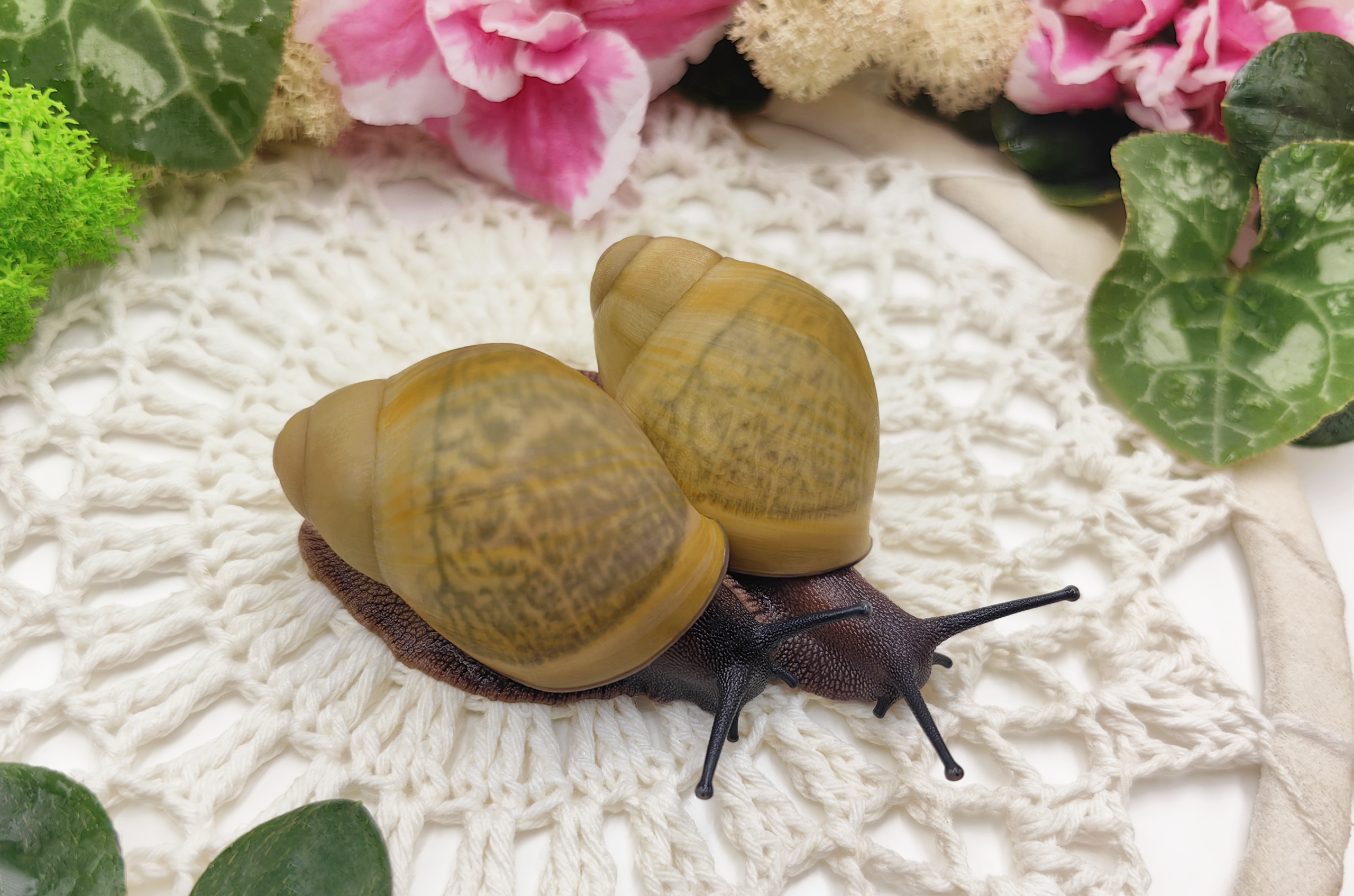 Archachatina marginata ssp. Cross River • P- - obrazek 2