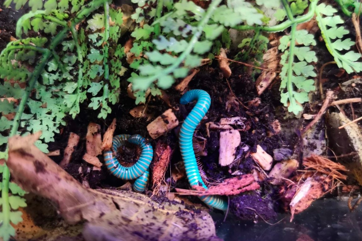Benoitolus siamensis • krocionóg fluorescencyjny - obrazek 2