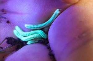 Paraspirobolus lucifugus • krocionóg fluorescencyjny