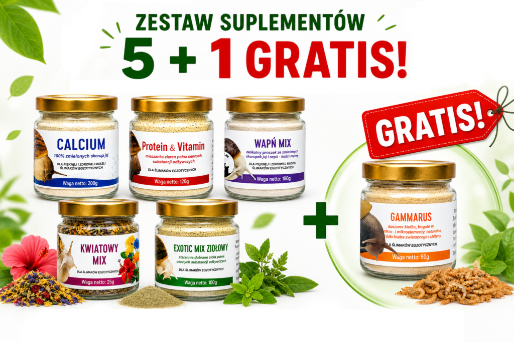 Zestaw 5+1 Gratis! Allegro
