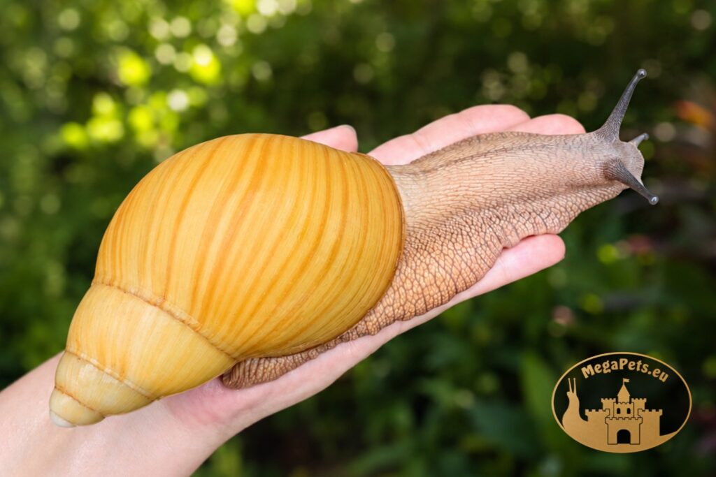 archachatina-marginata-icterica-na-rece-megapets-eu