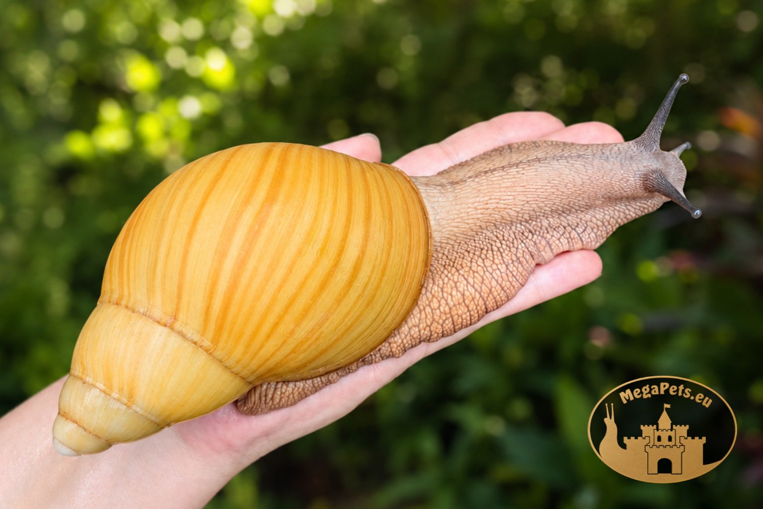 Archachatina marginata icterica • P- - obrazek 3