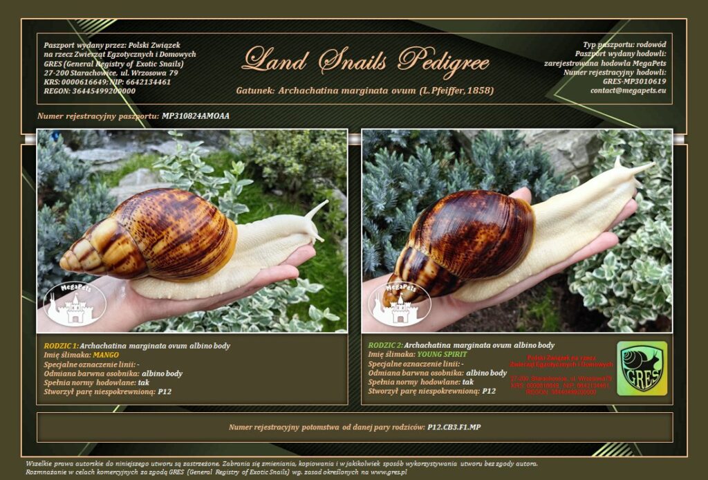 archachatina-marginata-ovum-albino-body-p12-rodowod-gres-megapets-eu