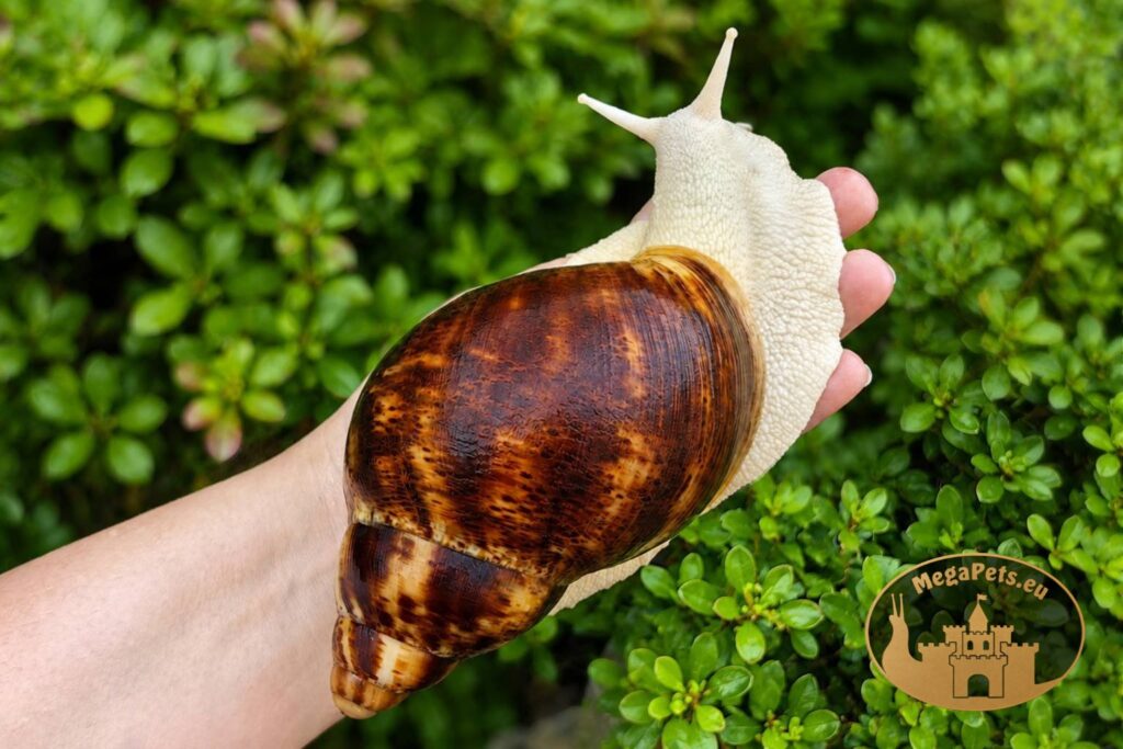 archachatina-marginata-ovum-albino-body-p14-megapets-eu