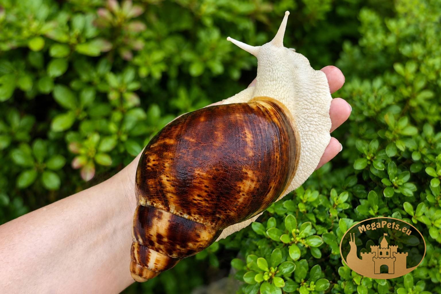 Archachatina marginata ovum albino body • P14
